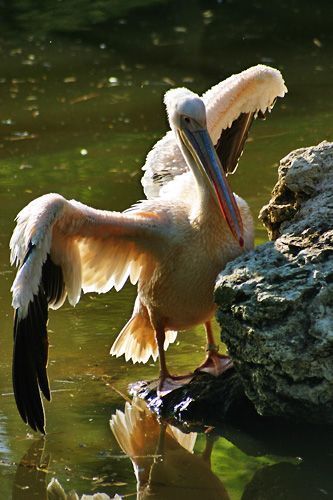 pelican-119.jpg