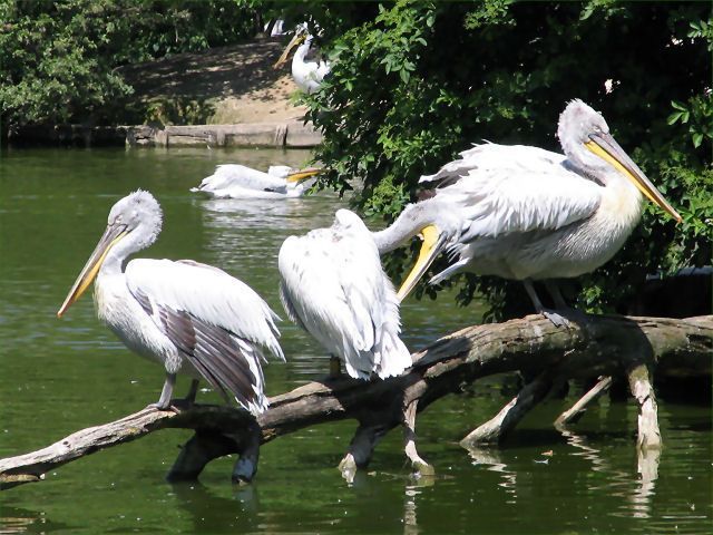 pelican-125.jpg