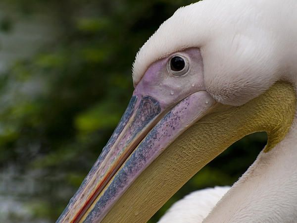 pelican-126.jpg