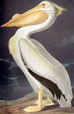 pelican-13.jpg