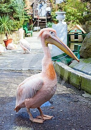 pelican-130.jpg