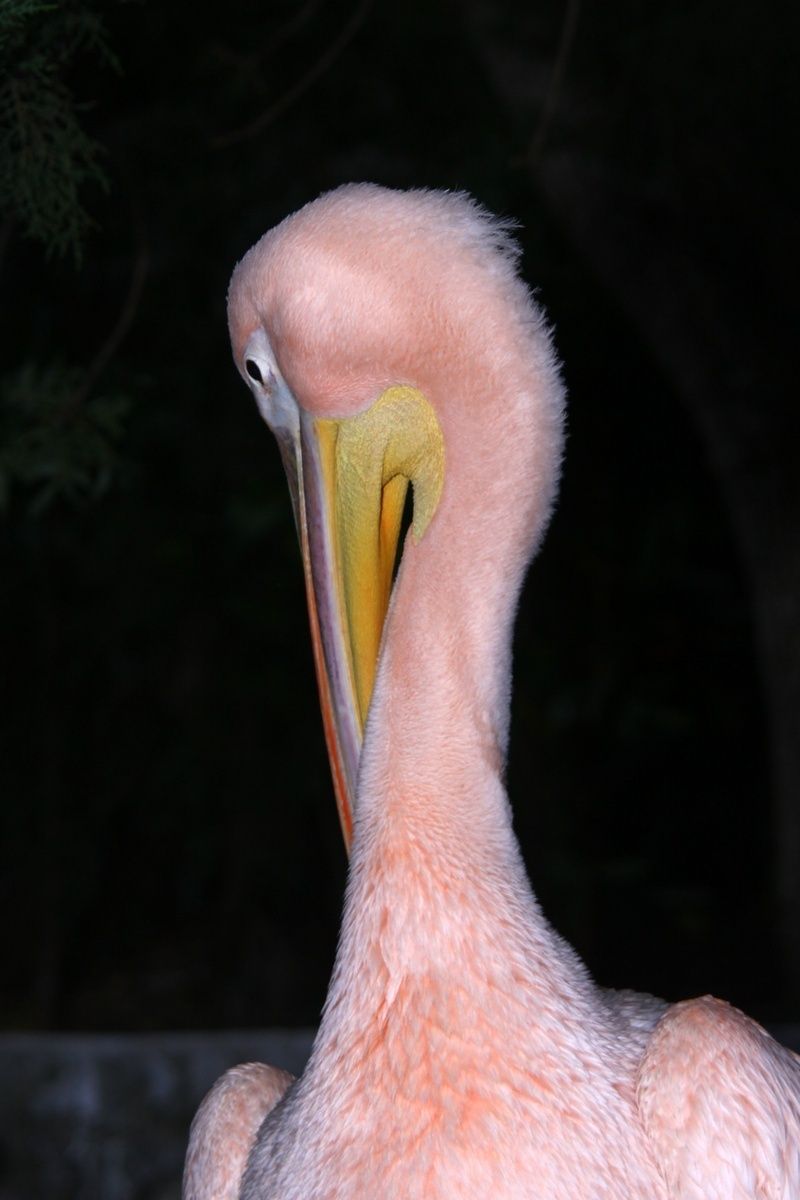 pelican-138.jpg