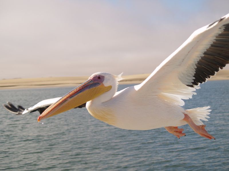 pelican-147.jpg