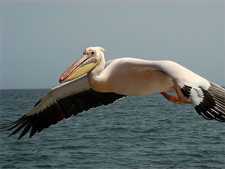 pelican-155.jpg