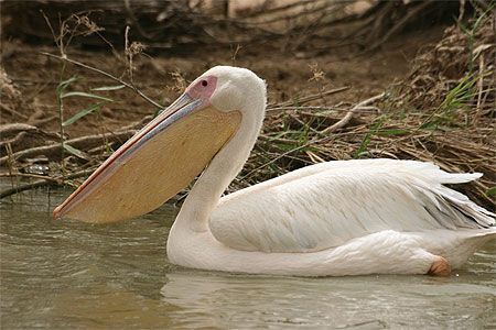 pelican-160.jpg