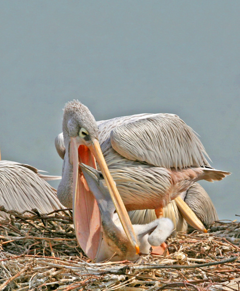 pelican-16565.png