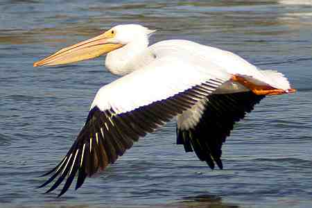 pelican-3.jpg