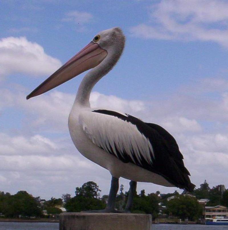 pelican-36.jpg