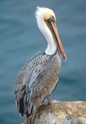 pelican-38.jpg