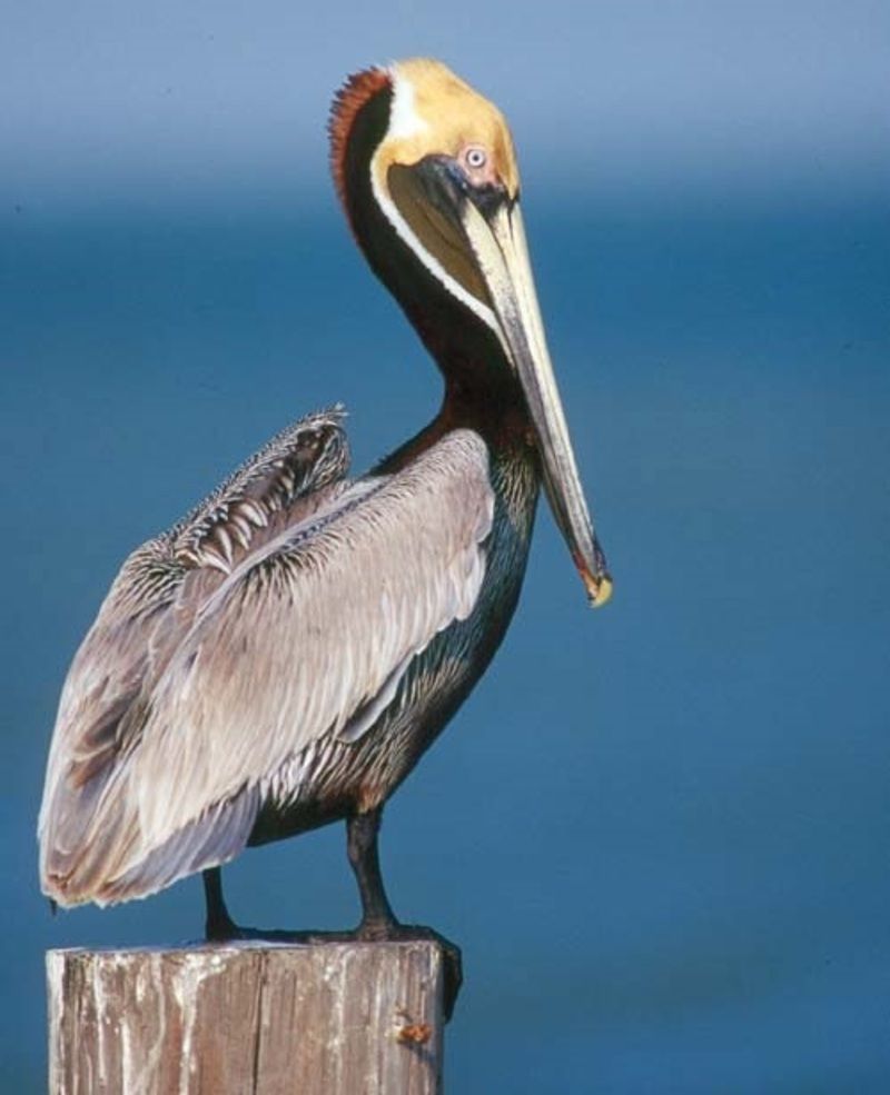 pelican-39.jpg