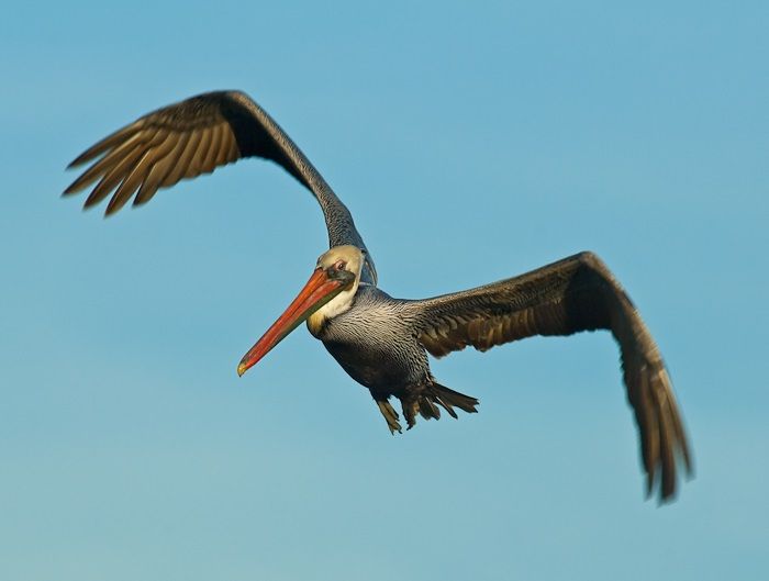 pelican-44.jpg