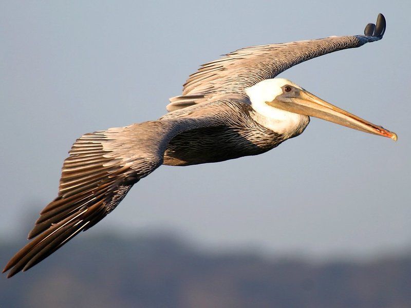 pelican-51.jpg