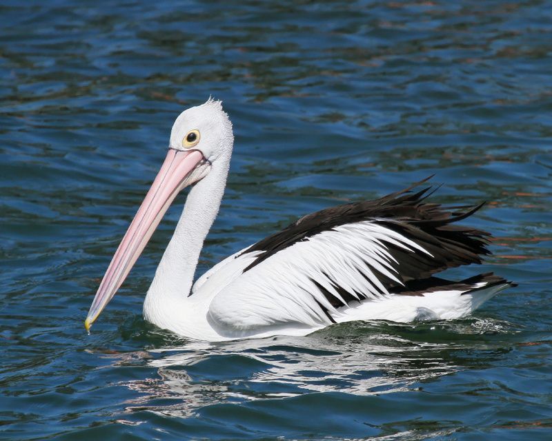 pelican-57.jpg