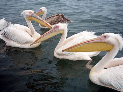 pelican-58.jpg