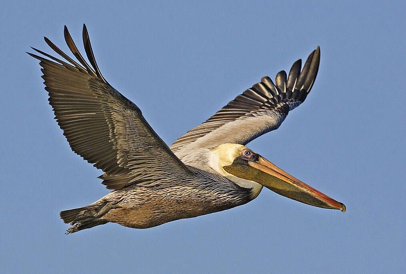 pelican-60.jpg