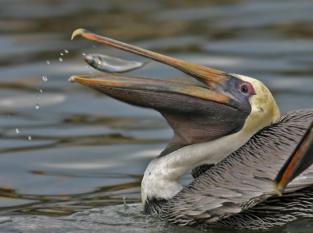 pelican-63.jpg