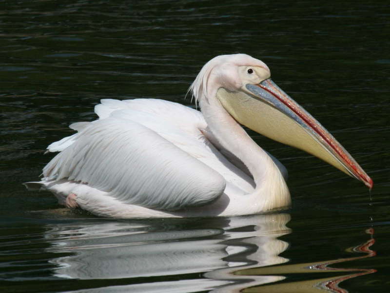 pelican-66.jpg