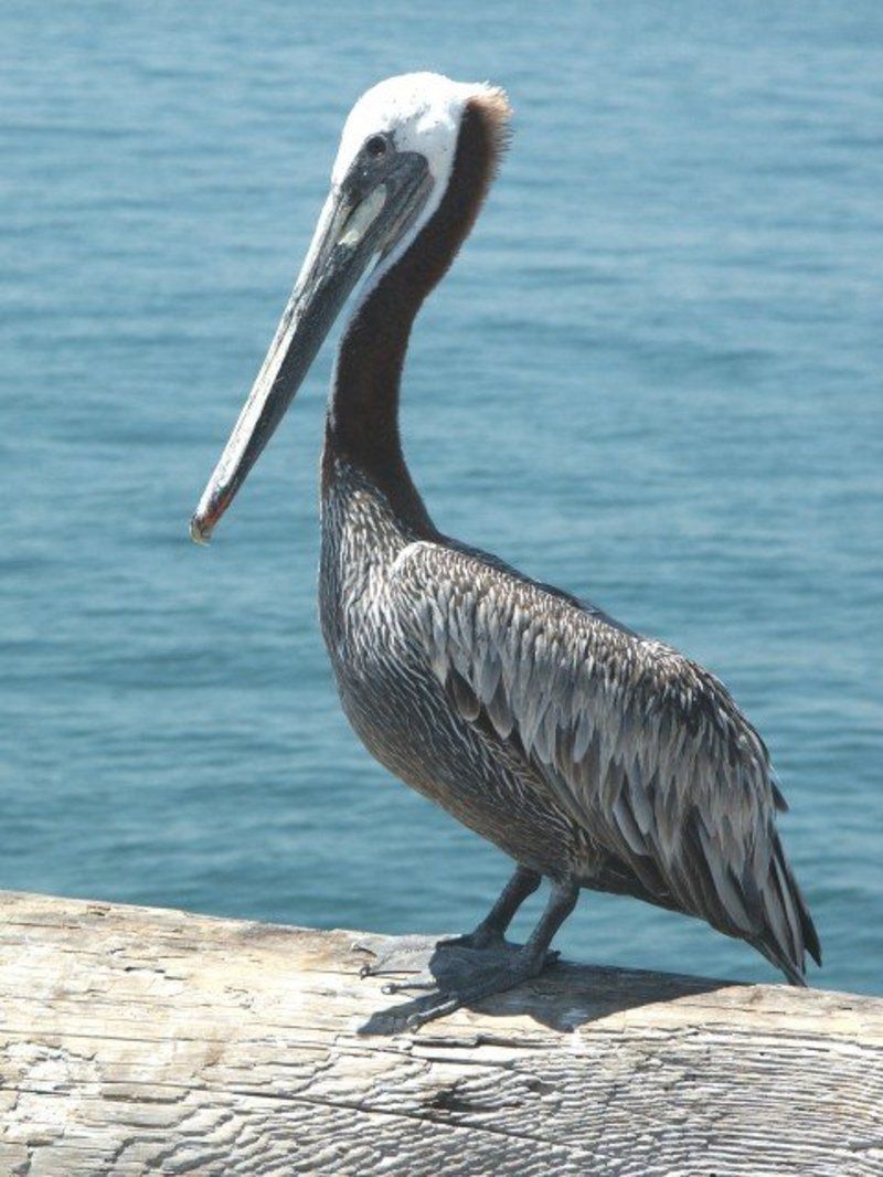 pelican-68.jpg