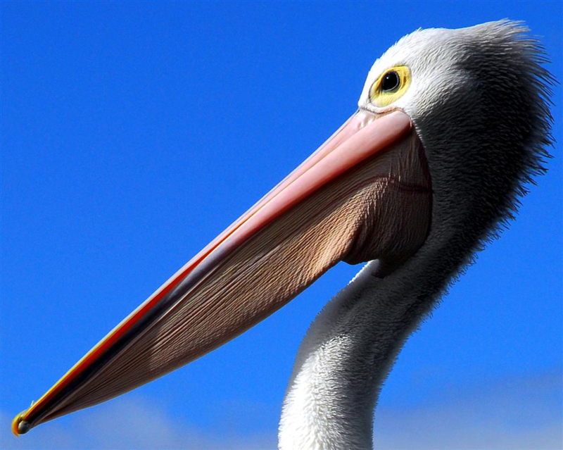 pelican-7887872.png