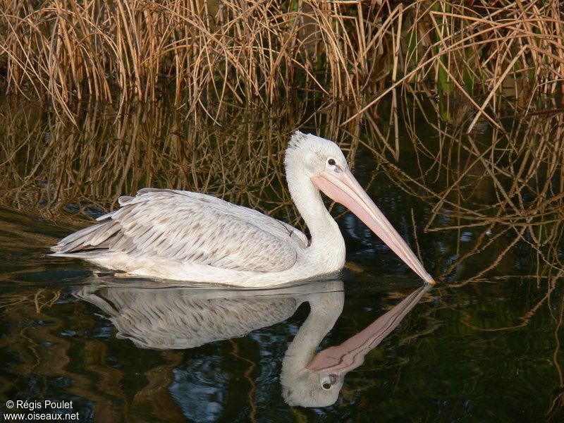 pelican-84.jpg