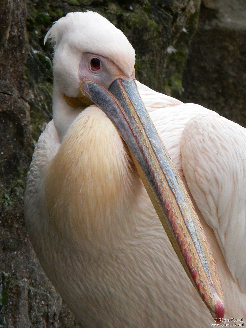 pelican-85.jpg