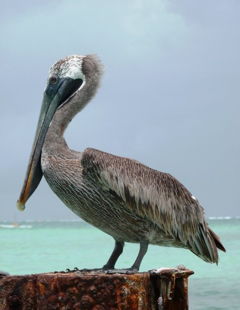 pelican-86.jpg