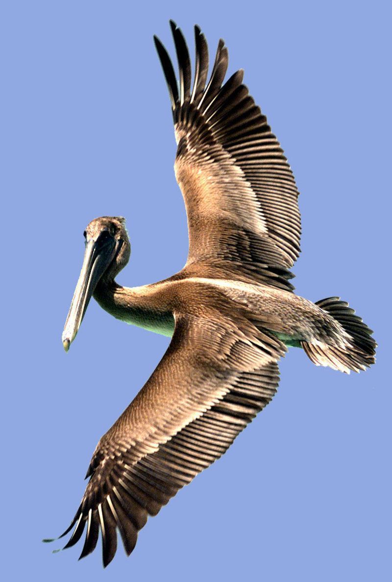 pelican-93.jpg