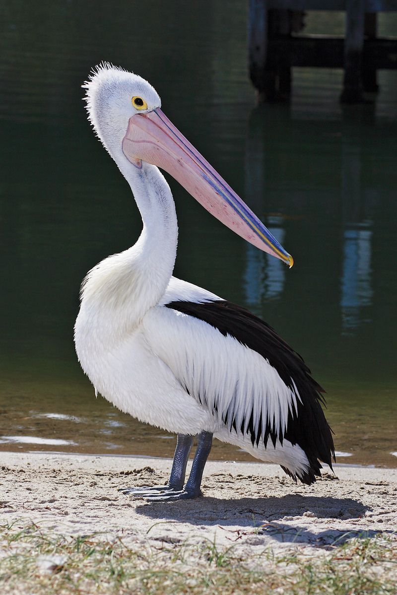 pelican-98.jpg