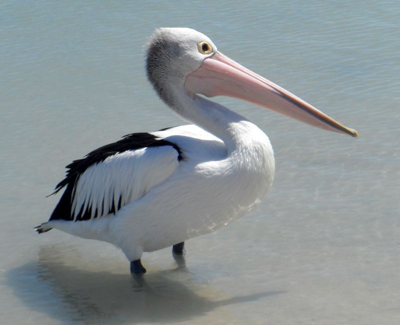 pelican-99.jpg