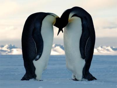 penguins_big.jpg