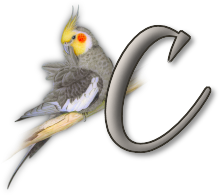 perrot54545454-3.png