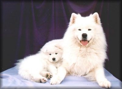 personne-ne-connait-samoyede-quelle-est-race-chien-ideale-273451.jpg