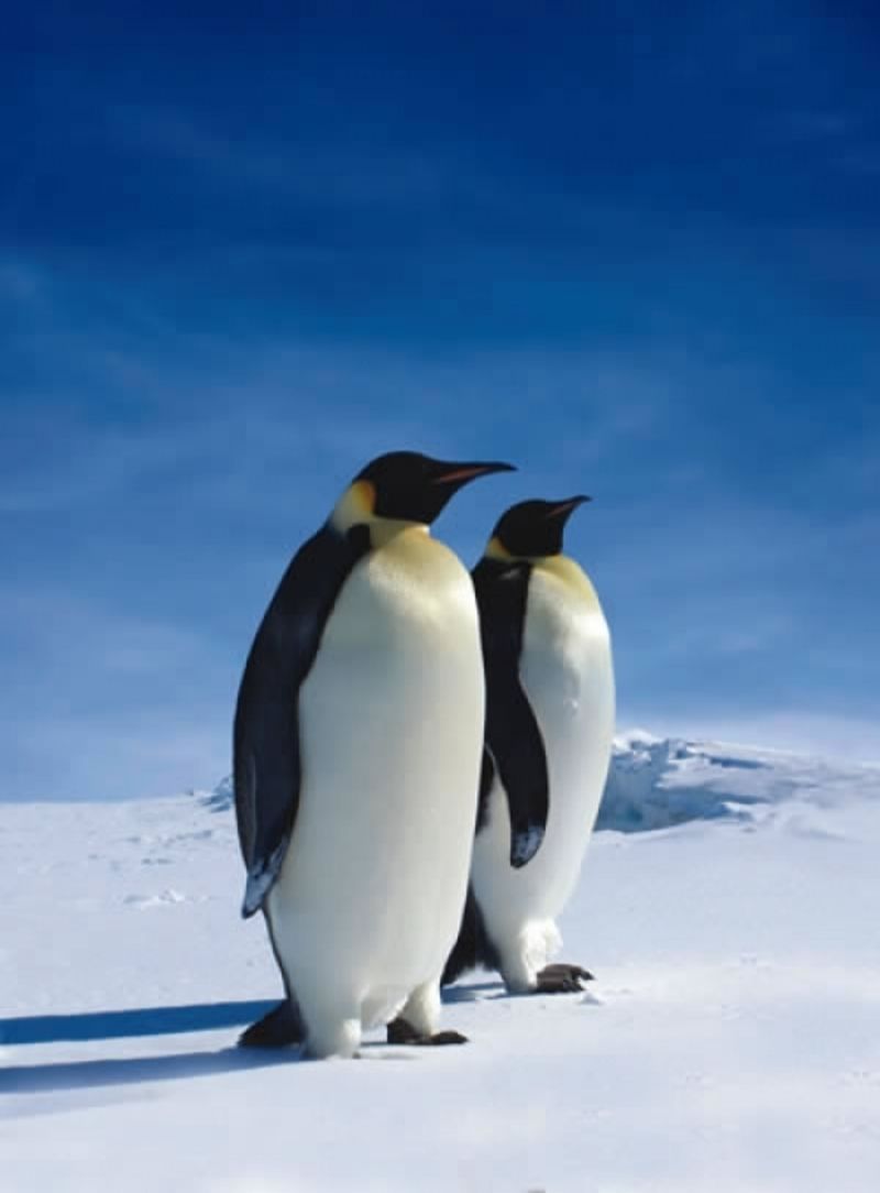 photo-de-deux-pingouins-nb14380.jpg