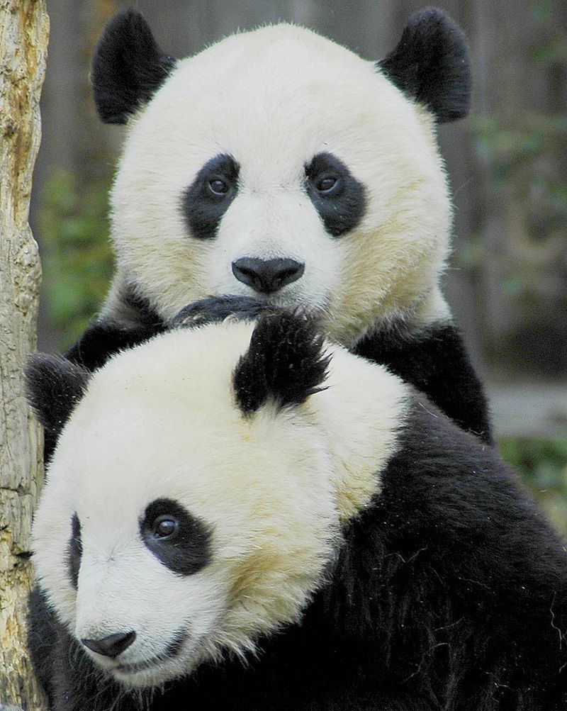 picture-animal-panda-bears-ucumari.jpg