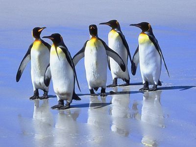 pingouin-Penguine-Walk.jpg