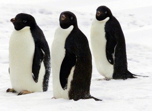 pingouin-d-adelie.jpg