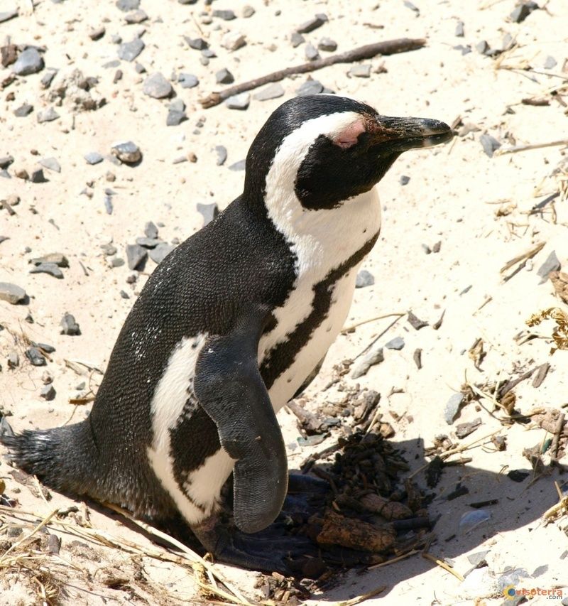 pingouin-visoterra-27311.jpg