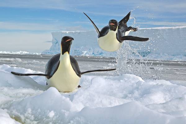 pingouins-01.jpg