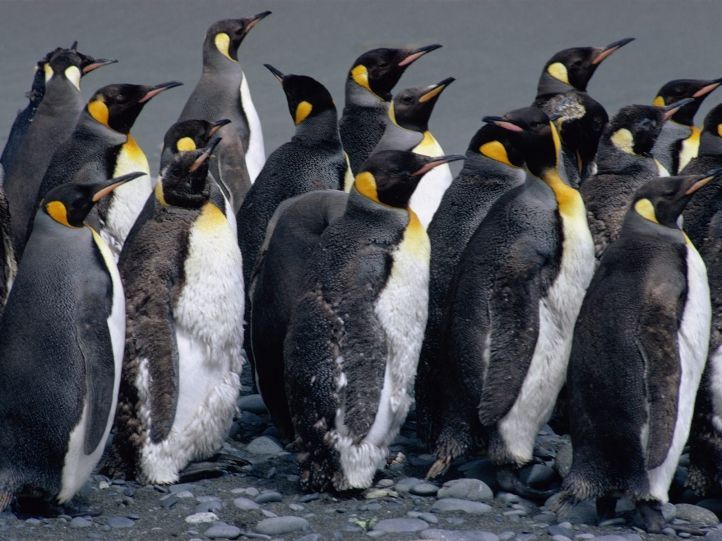 pingouins-720px.jpg