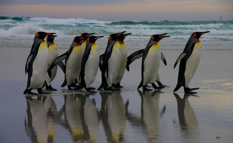 pingouins-falkland.jpg
