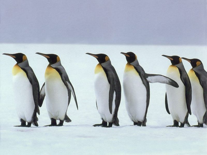 pingouins-manchots.jpg
