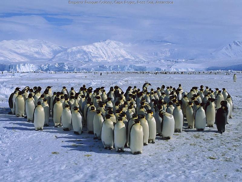 pingouins.jpg