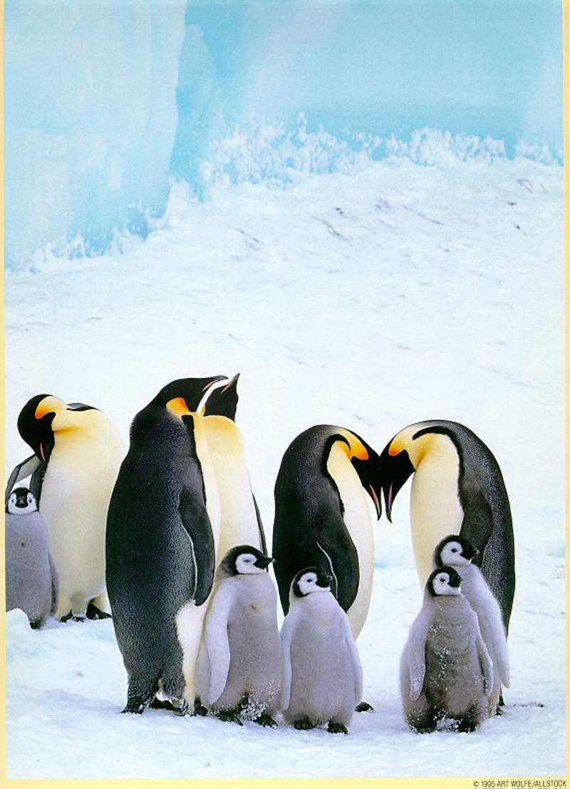 pingouins2.jpg