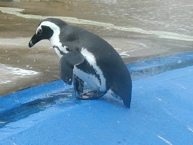 pingouins_sortent_eau.jpg