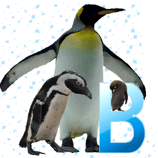 pinguinschokob.gif
