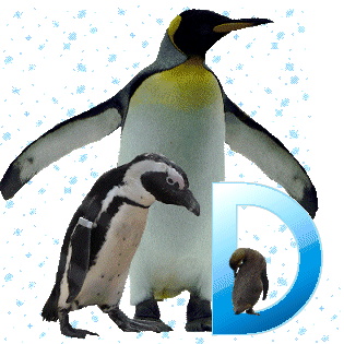 pinguinschokod.gif