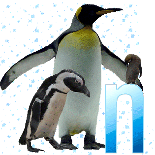 pinguinschokon.gif