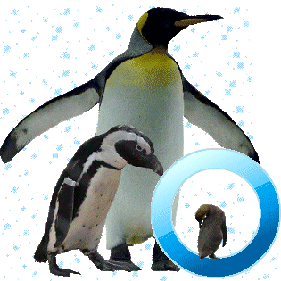 pinguinschokoo.gif