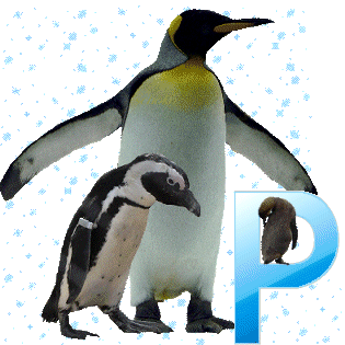 pinguinschokop.gif