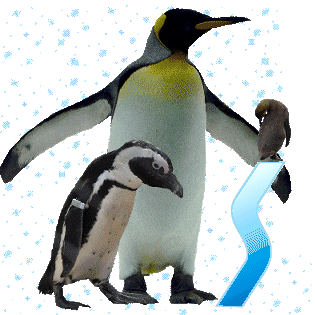pinguinschokos.gif